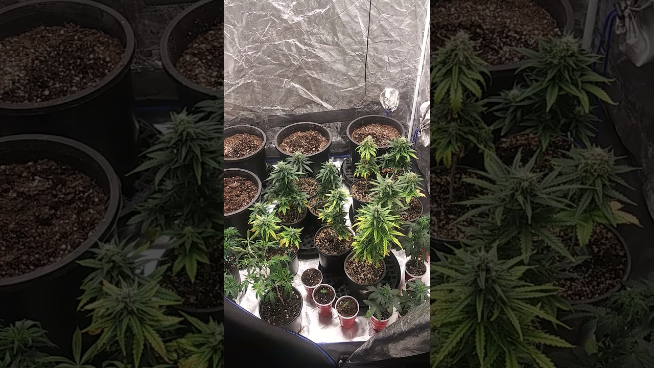 west coast og week 4 of a breeding run