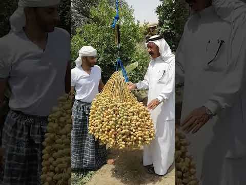 عذق نخلة ضخم