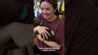 💕 CUTE Adoptable Puppies + Yoga = Heaven 💕