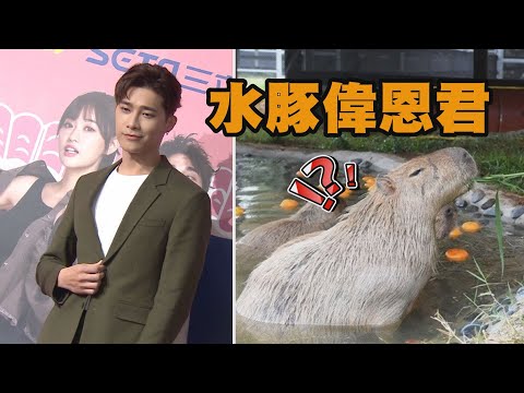 【限時同居侯八天】巨嬰宋偉恩人來瘋 演水豚君竟真的蹲地吃草