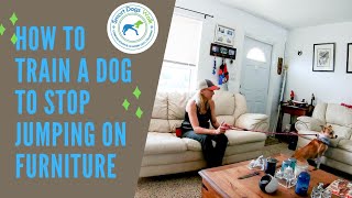 How to Train a Dog to Stop Jumping on Furniture