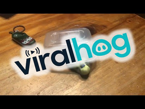 Playful Parakeet Runs Right off Table || ViralHog