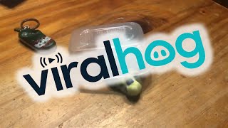 Playful Parakeet Runs Right off Table || ViralHog