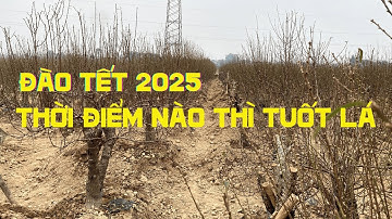 Cách chọn thời điểm tuốt lá để cây Đào ra hoa dúng dịp Tết.