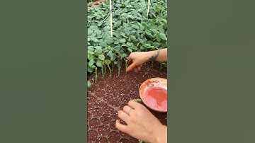 A wonderful technique for planting roses in the nursery
