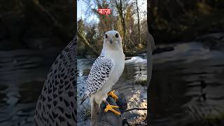 बाज़ कौआ वार EAGLE CROW WAR #eagles #crow #crown #garuda #baz #birds #eaglevideo #birdvideo #eaglet