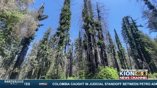 Big Basin rebuild plans revealed in CA State Parks draft summary