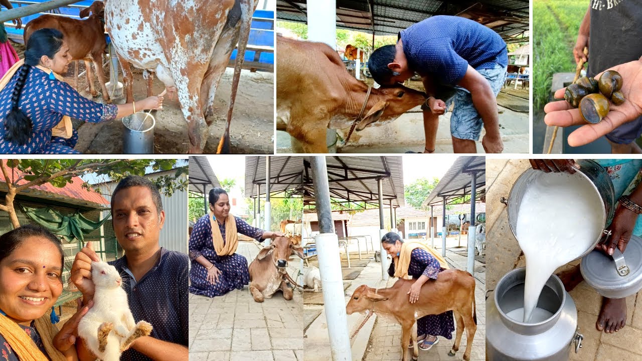 பசு மாட்டு பால் கறக்கலாம் வாங்க|How to milk a cow by hand|நத்தை வேட்டை|Marutham Village resort-part4