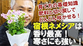 ネメシアの育て方 日常管理 花がら摘み Youtube