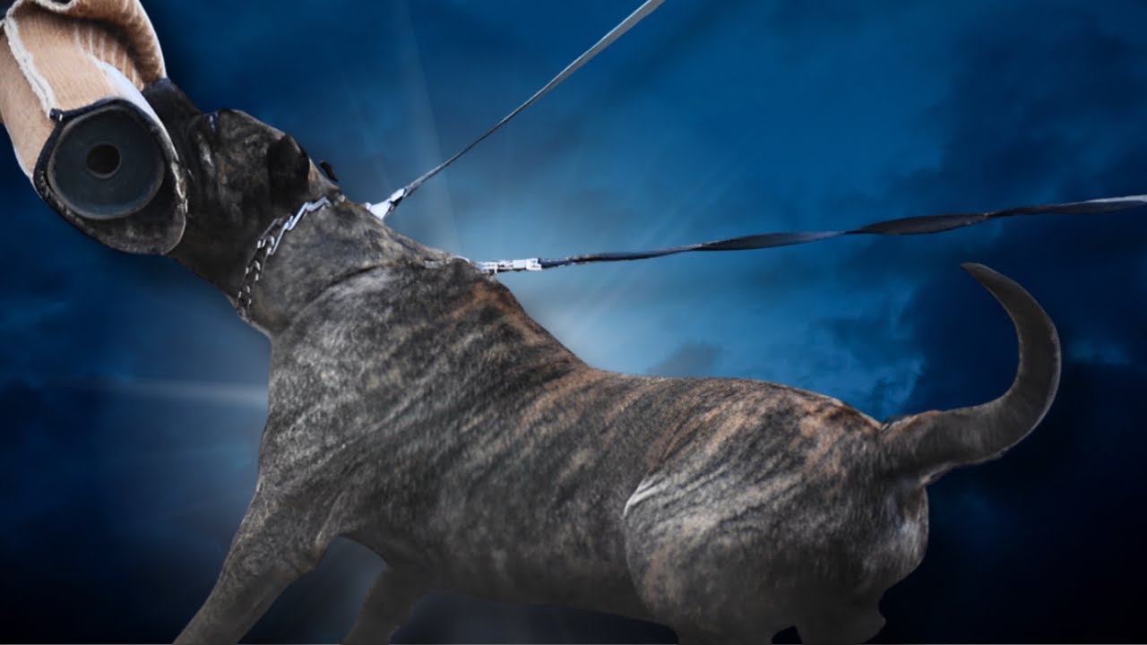 Cómo adiestro un Presa Canario, y cómo construyo un canil, cómo...?