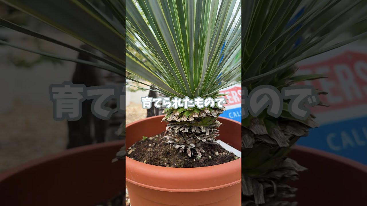 超希少❗️ ロストラータ　4ヘッド　 葉の展開スタートしました♪ 超希少❗️ ロストラータ 4ヘッド 葉の展開スタートしました♪ 超希少❗️