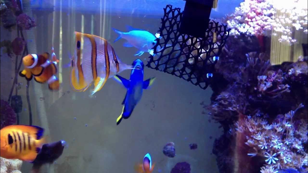 copperband butterfly feeding YouTube