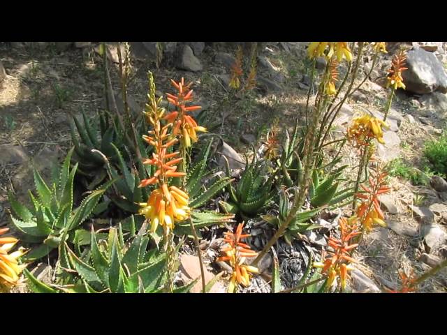 Succulents: Aloe Microstigma - YouTube