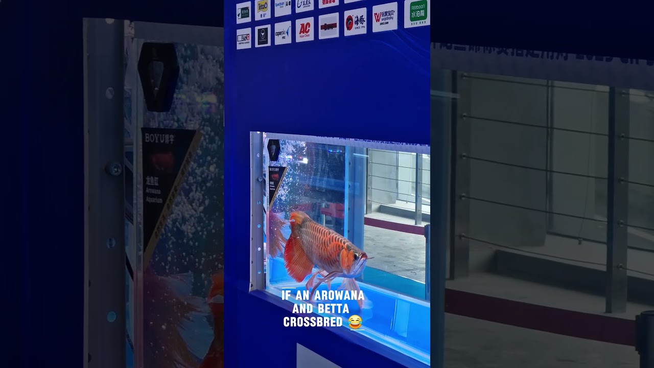 Arowana Betta Hybrid 🤔?