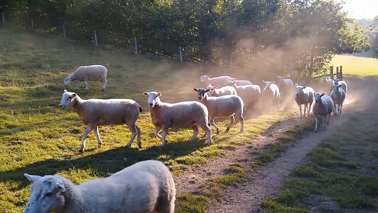 Scenes from a morning walk around Stoke-Sub-Hamdon