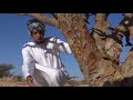 هذا الصباح عمان أرض اللبان والبخور