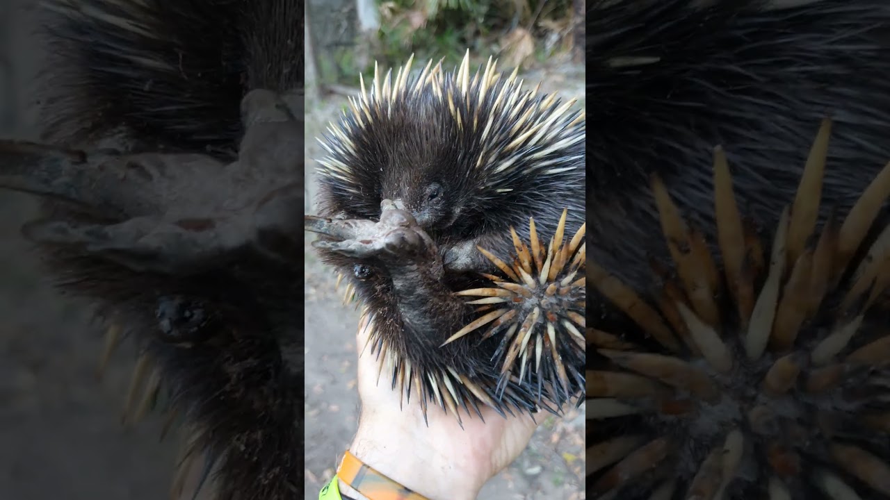 Australias Weirdest critter - CrittaCam