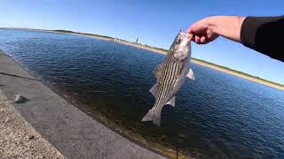 First Heat Striper On Spring Season aqueduct