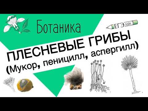 ПЛЕСНЕВЫЕ ГРИБЫ для ЕГЭ|ОГЭ