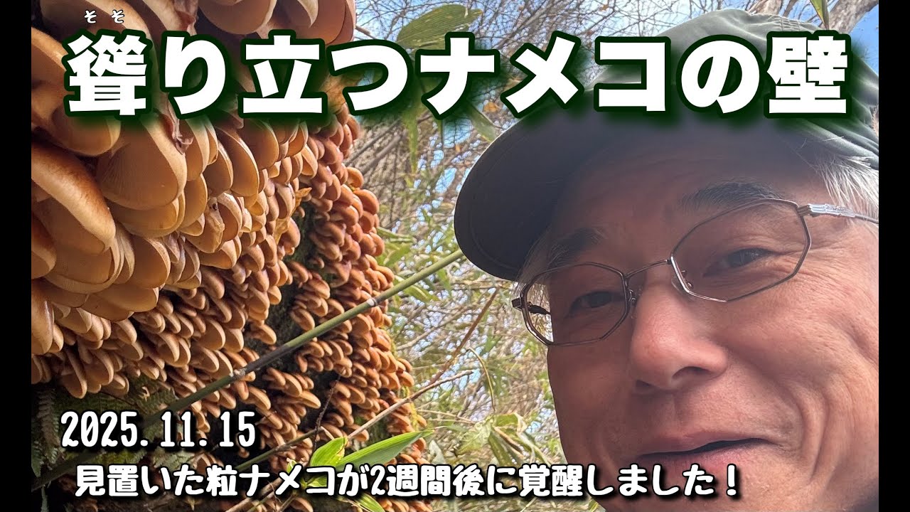 聳り立つナメコの壁