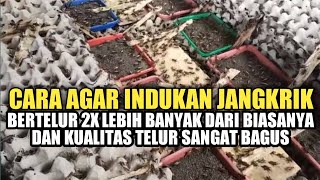 How to care for brood crickets so they lay twice as many eggs and the egg quality is very good.