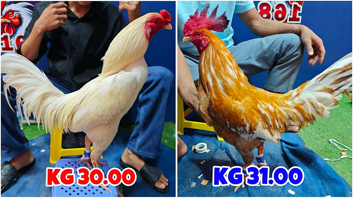 Rooster Fight of the Year! Non Stop Action