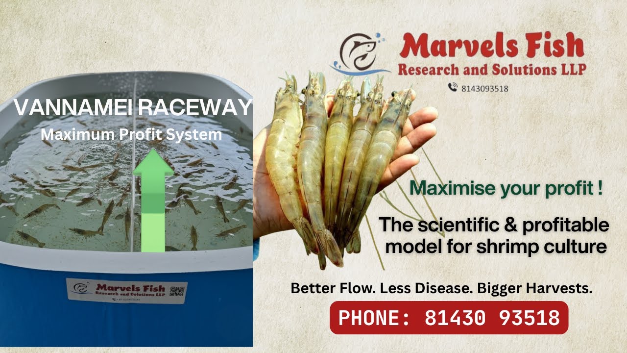 Vannamei Shrimp Farming in Raceway Tanks | High-Density System