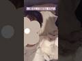 飼い主の腕まくらで爆睡する子猫が可愛すぎた　#テアタイム