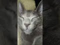 gato repelente