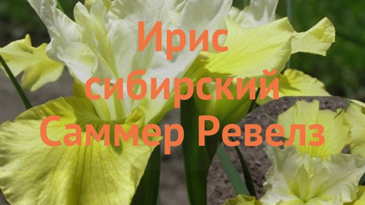 Лафа Интернет Магазин Растений Отзывы Москва