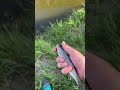 #freshwaterfish trout fishing