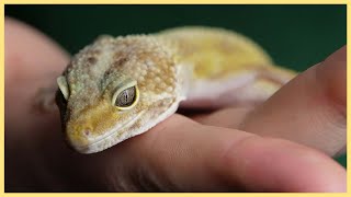 Another Leopard Gecko Died in Shipping