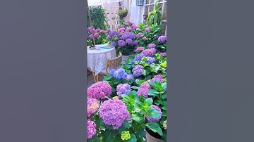 Vườn hoa cẩm tú cầu đẹp như tranh #camtucau #hoadep #sanvuondep #vuonhoa #xuhuong #trending #fyp