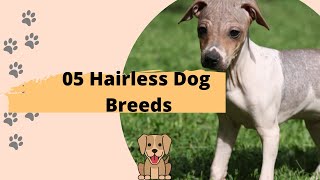 05 HAIRLESS DOG BREEDS | DOG VIDEOS by Bts Army 💜 116 views 2 years ago 3 minutes, 14 seconds