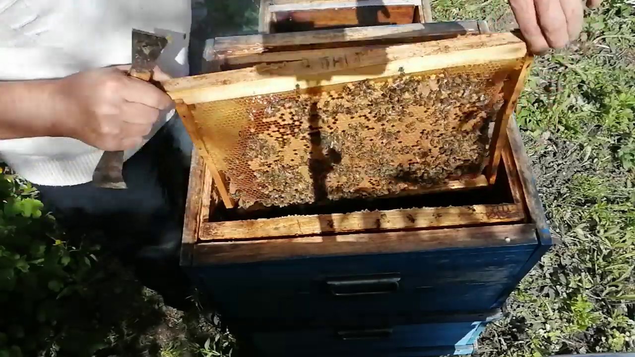 Набор суши ФОРМИРОВАНИЕ ОТВОДКОВ отводков