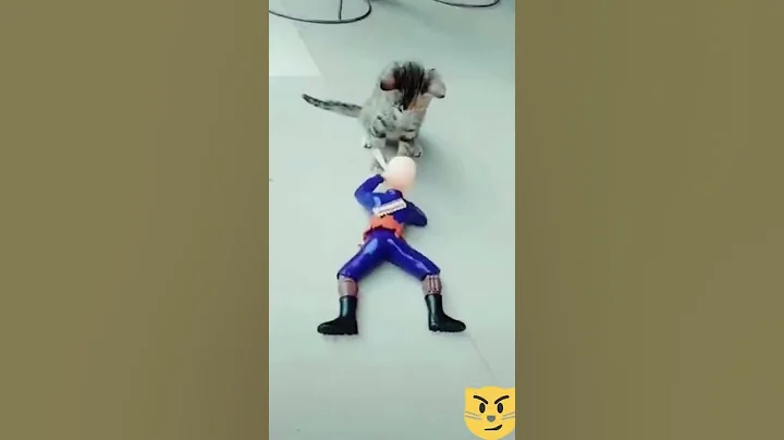 Video 11799371: laugh cat kitten, cat toy kitten, funniest cats, funny cat reaction