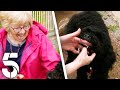 Dog Attacks Granny and It's Your Fault! | Dogs Behaving Very Badly | Channel 5