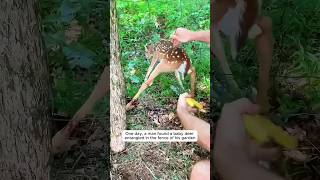 The man rescued baby deer stuck in the fence #shorts