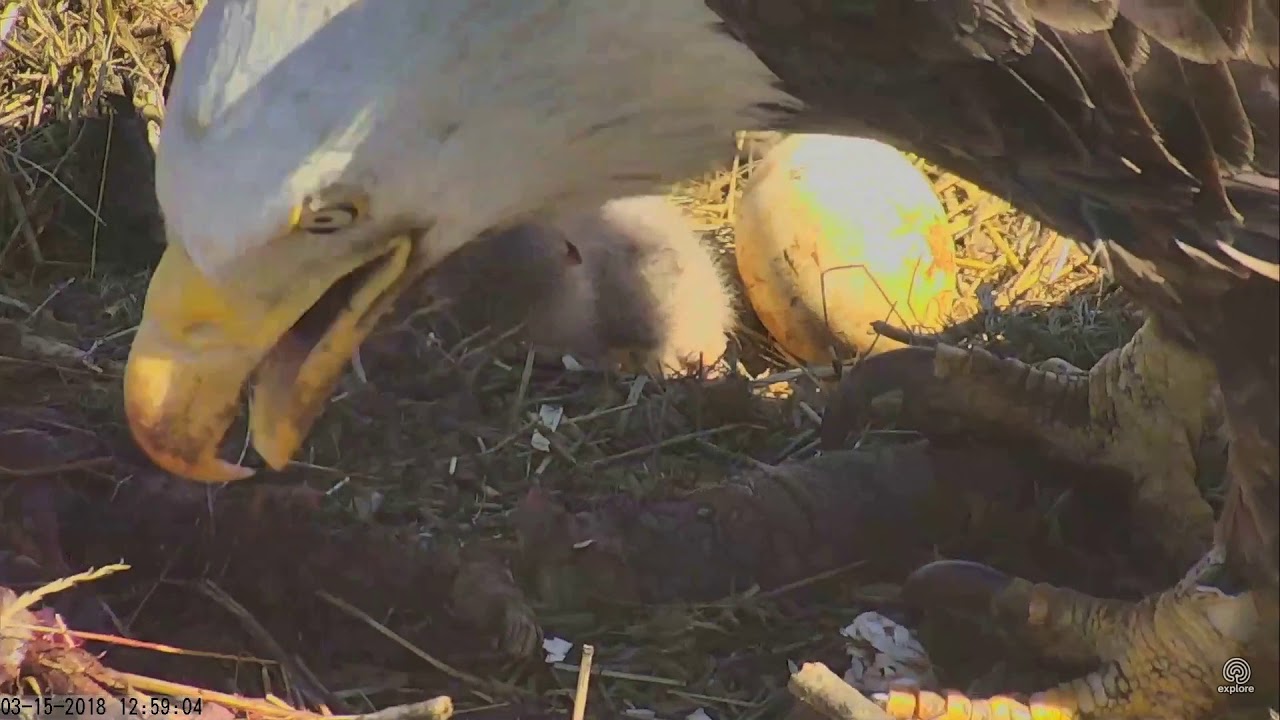 031518 Sauces Canyon eagle's nest; ooey gooey feeding. YouTube