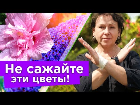 видео: КРАСИВЕЙШИЕ ЦВЕТЫ, КОТОРЫЕ Я НИКОГДА НЕ ПОСАЖУ, и вам не рекомендую!