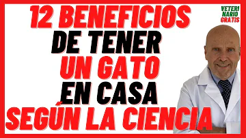 ¿Cuáles son los riesgos de tener un gato en casa?