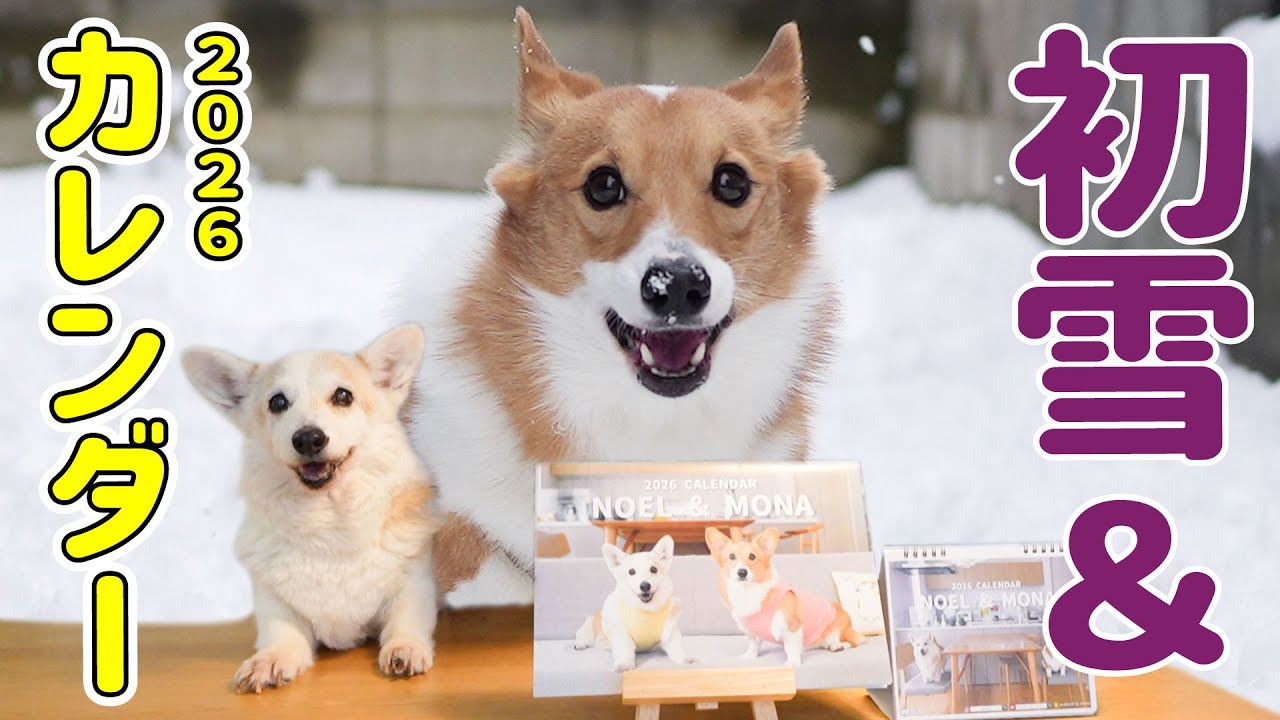 This season has come again this year! [First Snow & 2026 Calendar