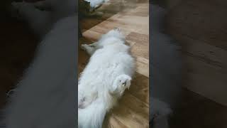 cat#cute#pets#food #cat lover#animal lover #shortvideo#shorts #viralvideo  #youtubeshorts#shortsfeed