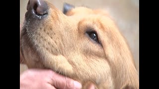 Larc School Embarks on New Therapy Dog Program