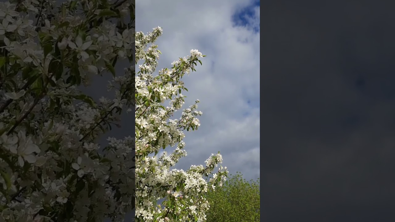 🌿🧝‍♀️🌸(3)