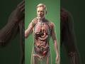 🧄🔥 “Garlic Power Inside Human Body – Ultimate 3D Bio Energy Transformation” 🔬⚡