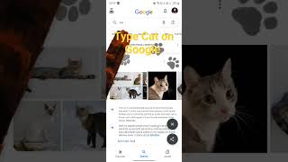 Fun Google Cat 😺🐈 @cat