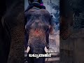 ಬಬ್ರುವಾಹನ🐘😈🥵#ಕರಡಿ🐘🏞️😈#ಅಭಿಮನ್ಯು 👑#bheema👑💖 #ಅರ್ಜುನ 👑#❤️‍🔥❤️‍🔥❤️‍🔥😈😈❤️‍🔥🐘🥵🤙🤬