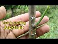 Okulasi Nangka || Tempel Kulit Nangka || Grafting Nangka || Grafting Jackfruit Tree