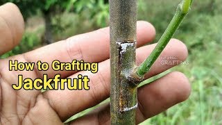 Okulasi Nangka || Tempel Kulit Nangka || Grafting Nangka || Grafting Jackfruit Tree